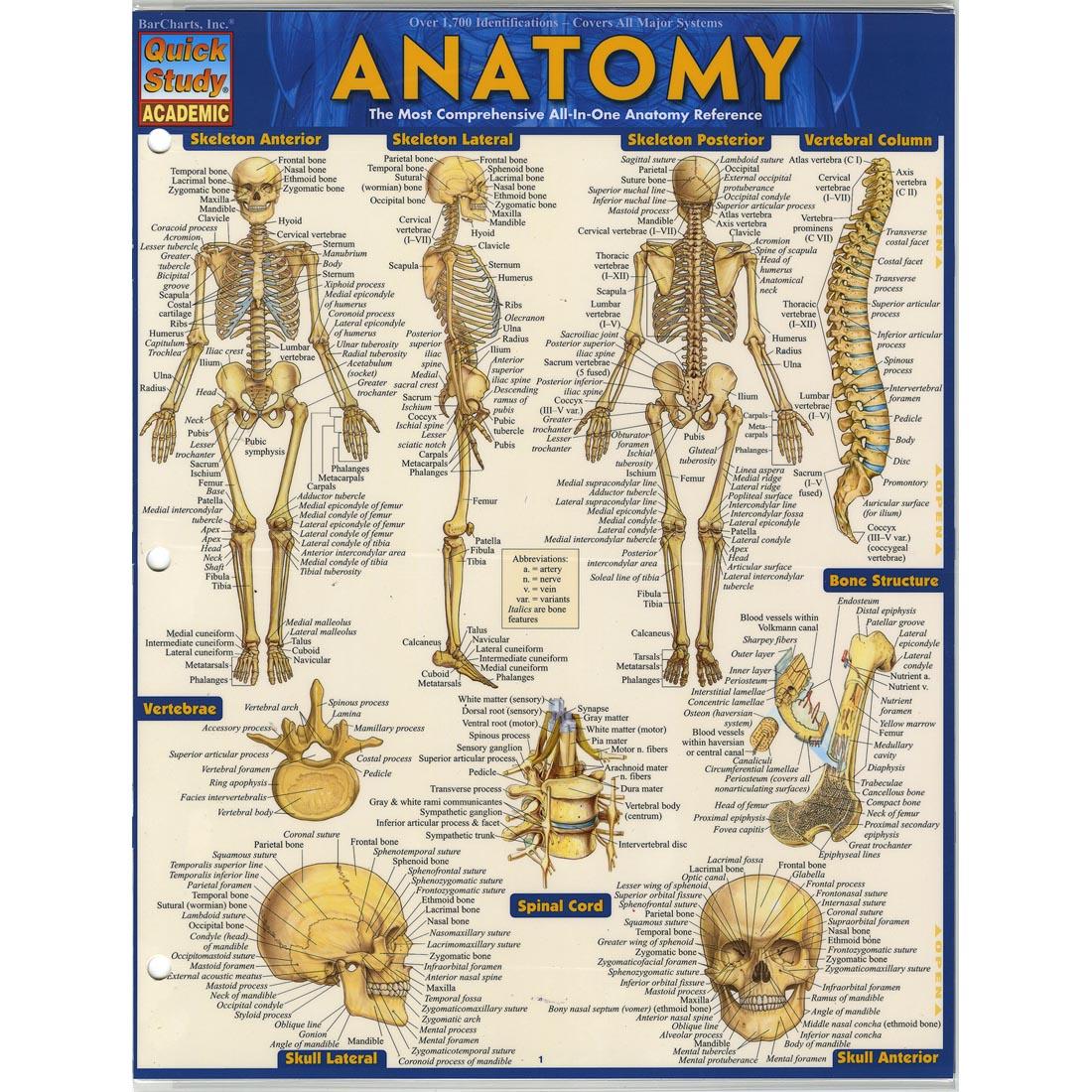 Anatomy Study Guide