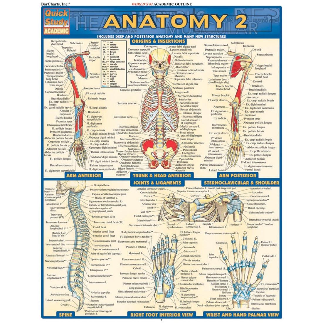 Anatomy 2 Study Guide