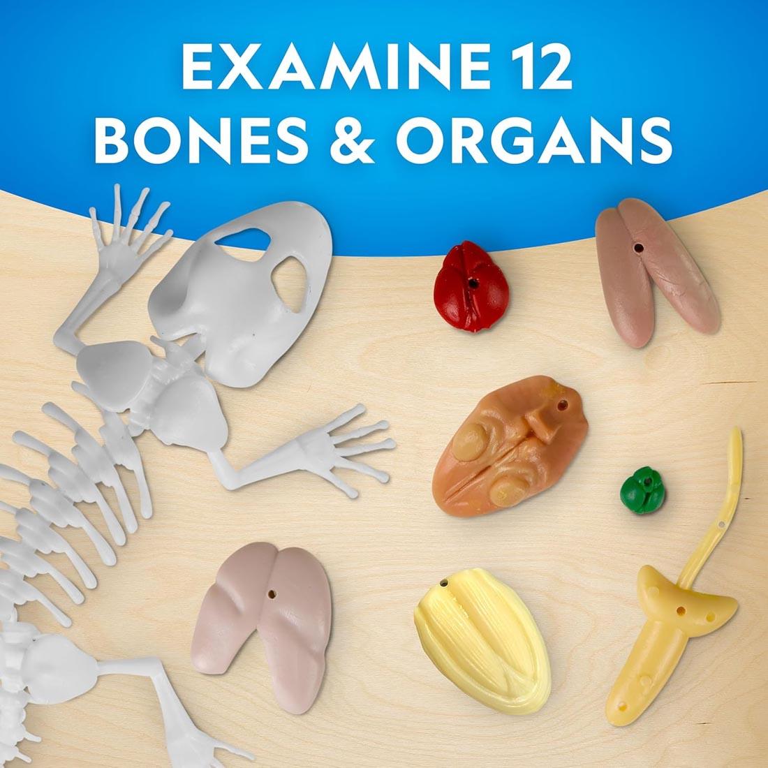 contents from the Glow-In-The-Dark Gecko Dissection Lab by National Geographic plus text Examine 12 Bones & Organs