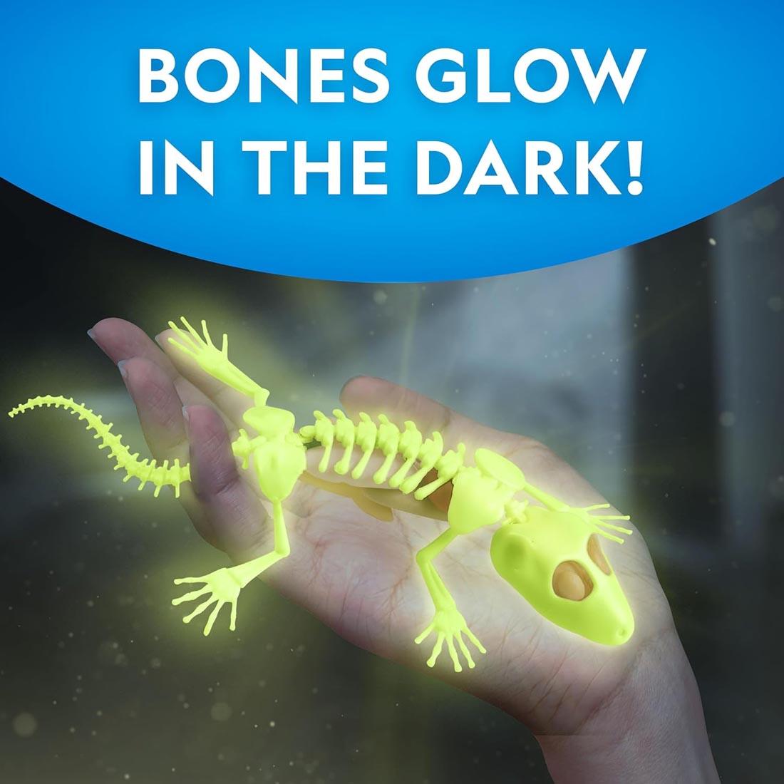 hand holding a Glow-In-The-Dark Gecko from the Dissection Lab by National Geographic plus text Bones Glow in the Dark!