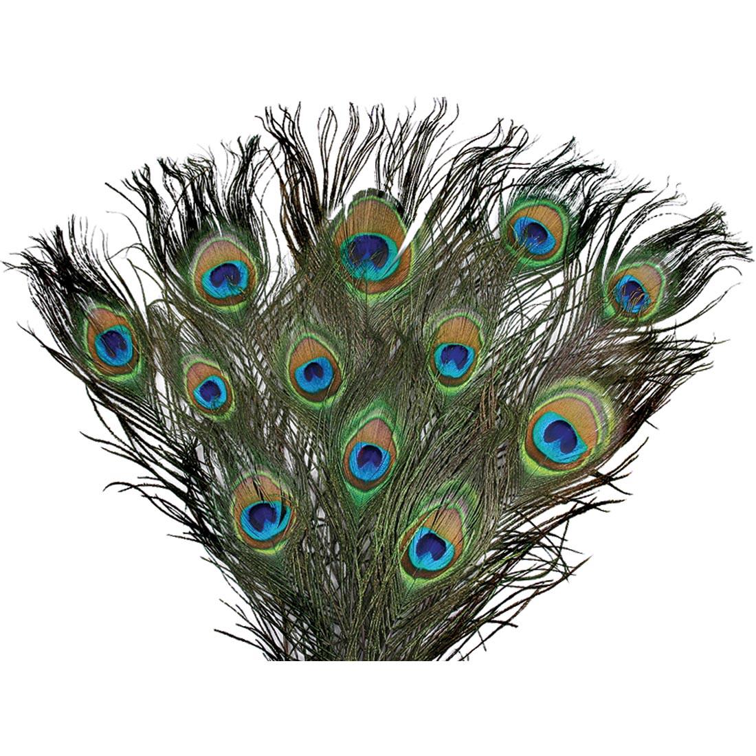 Creativity Street imitation Peacock Feathers