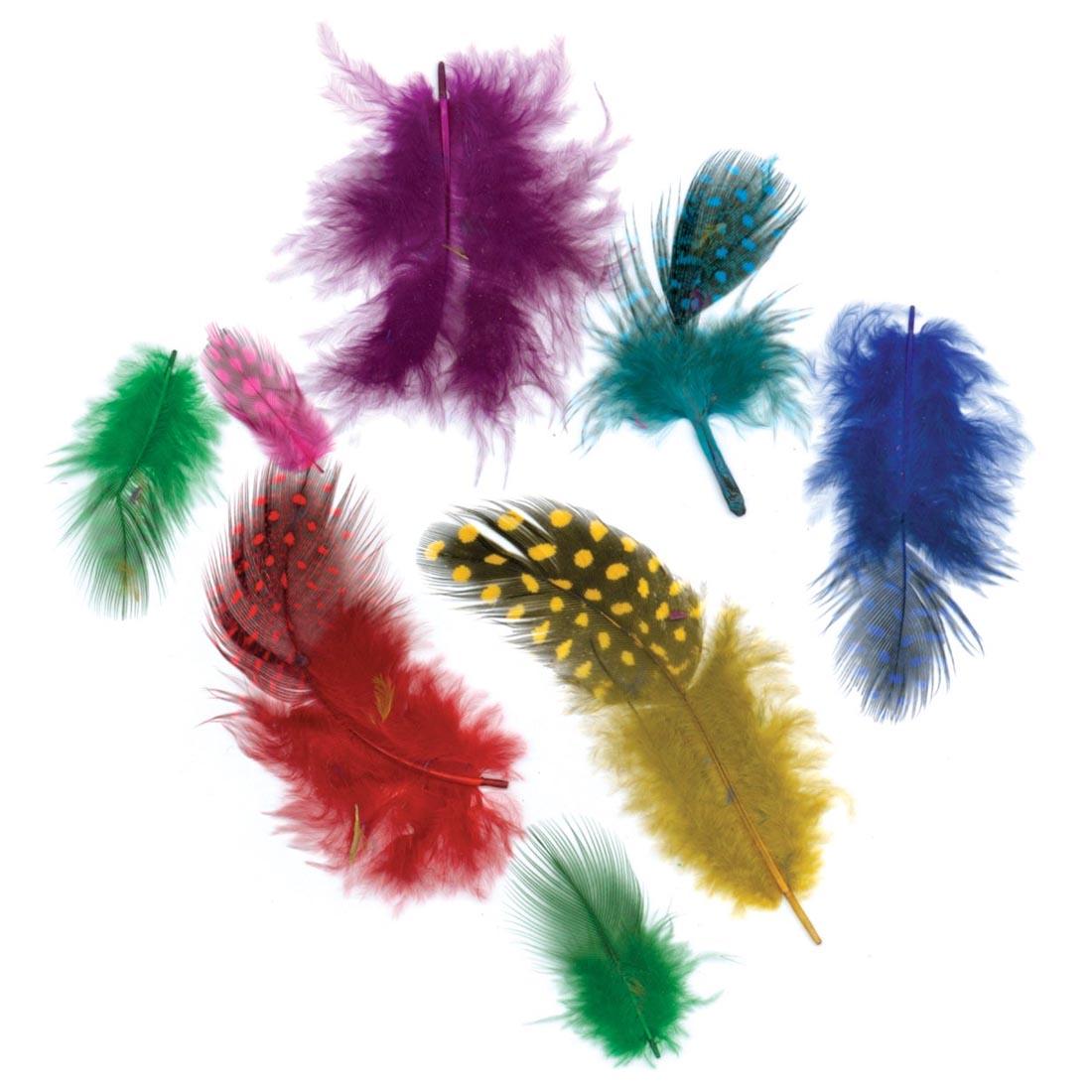 8 feathers from the Zucker Guinea Plumage Vibrant Feather Mix