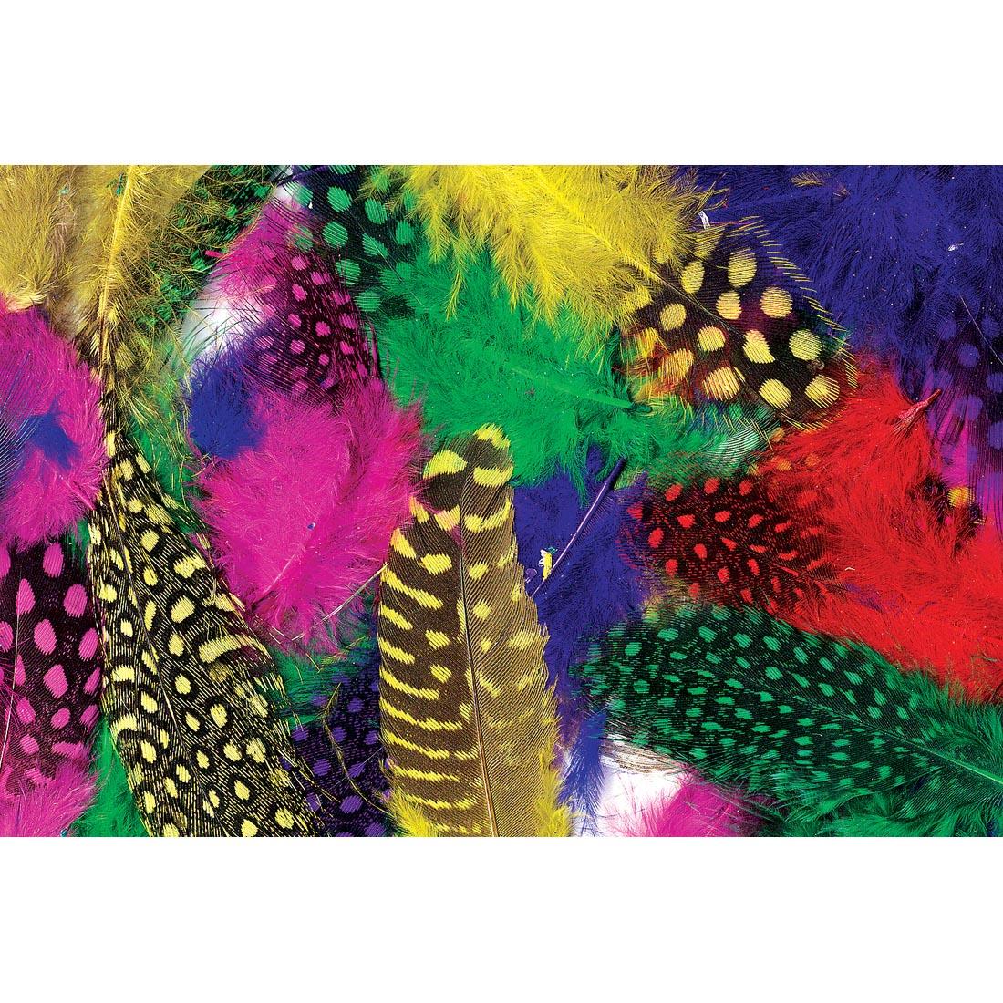 Brightly Colored Guinea Feathers
