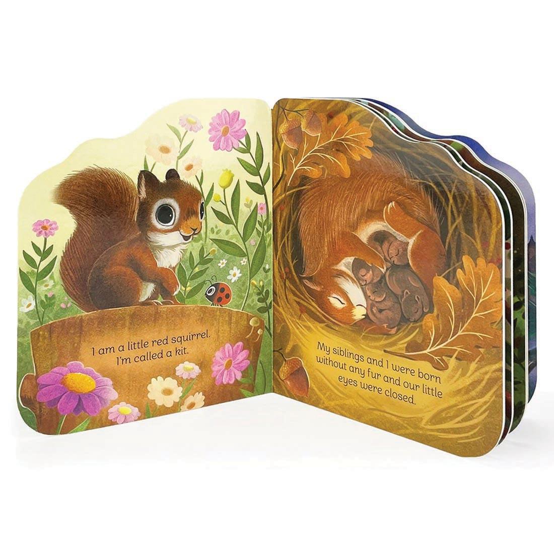 A Little Squirrel Shaped Board Book standing open