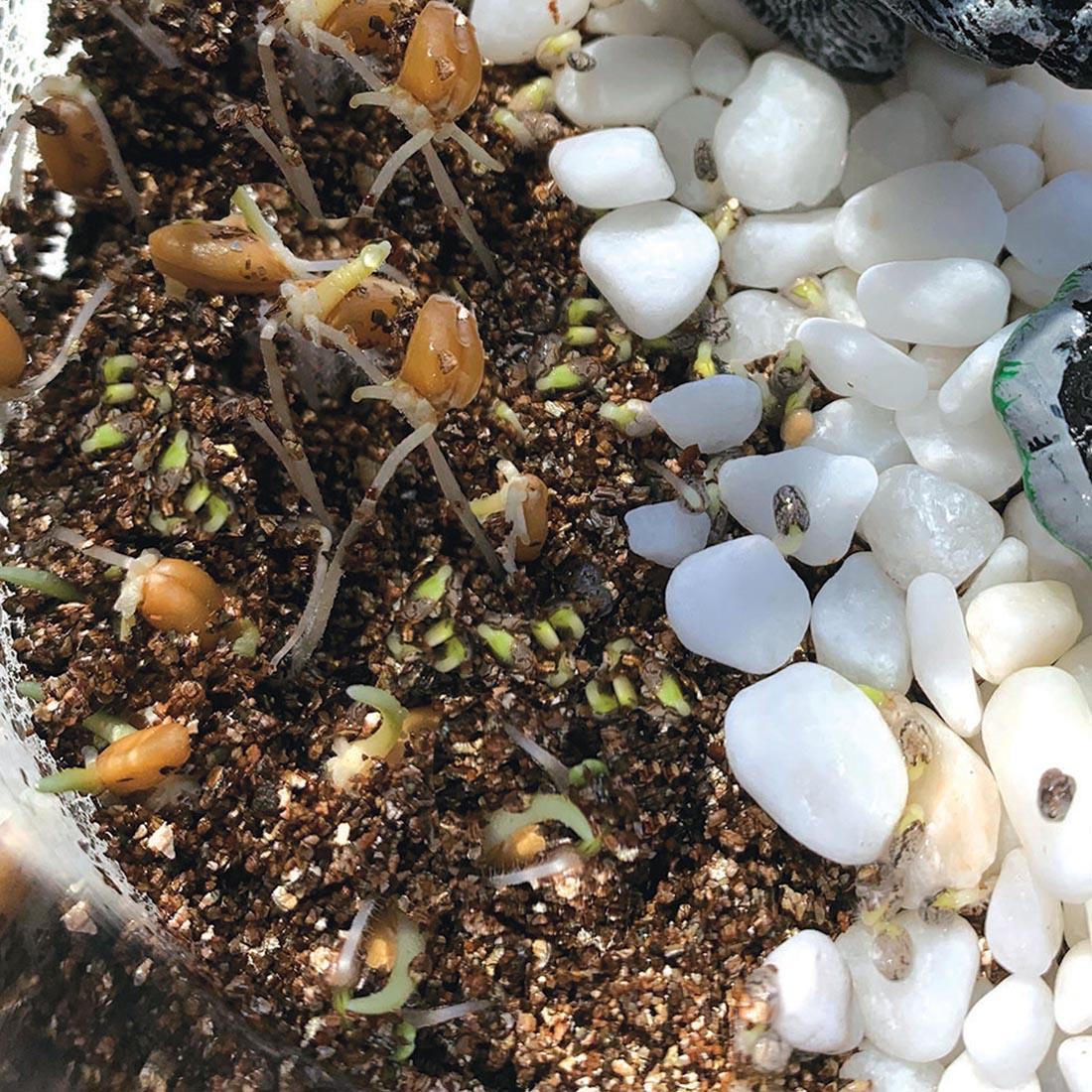 Shoots starting to grow inside the Grow N' Glow Terrarium