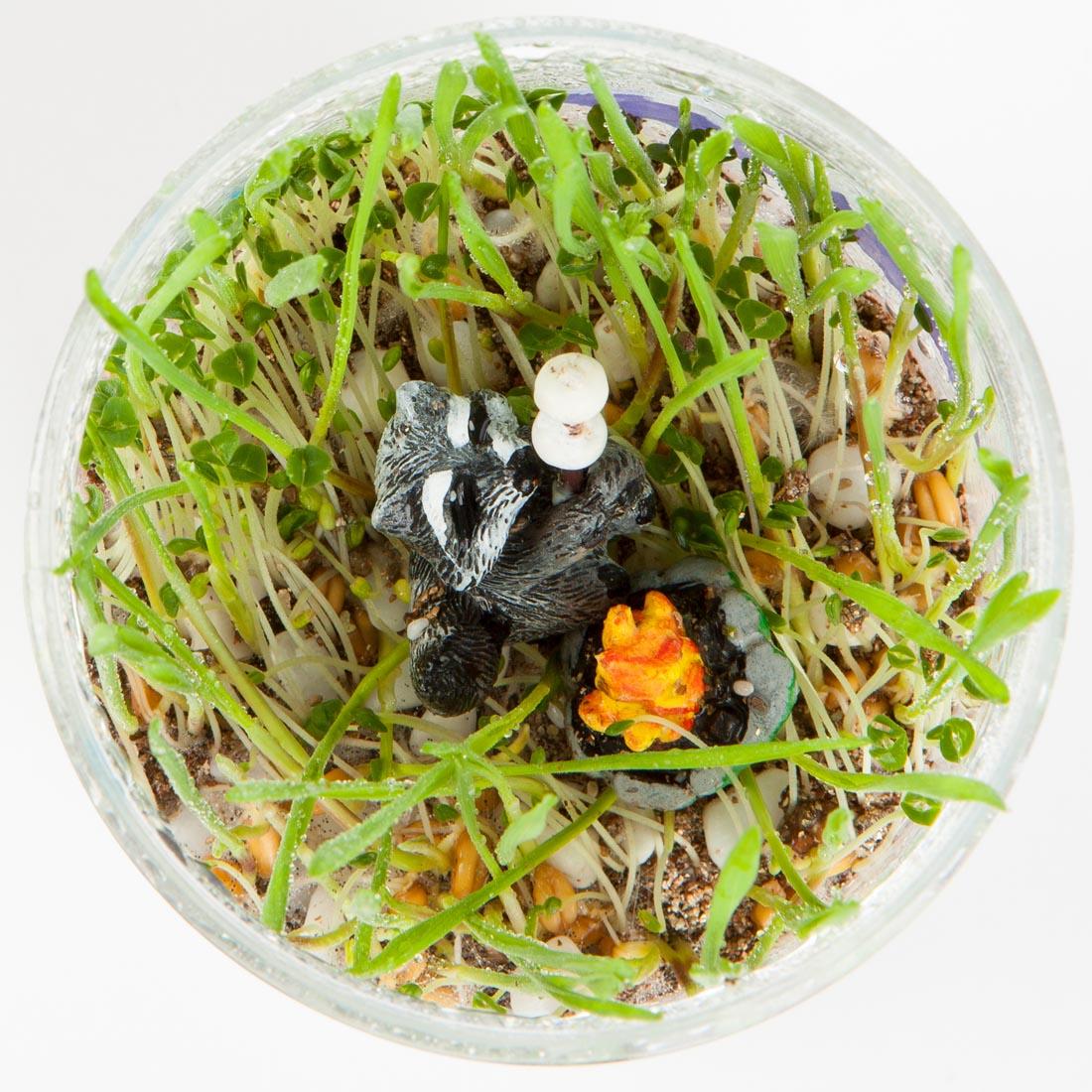 Lots of plant growth inside the Grow N' Glow Terrarium, shown looking down into the jar from the top