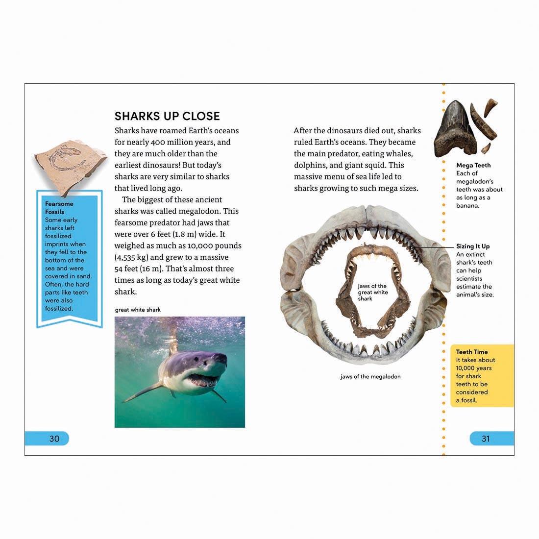 2 pages from Shark Attack DK Super Readers Level 4 Book