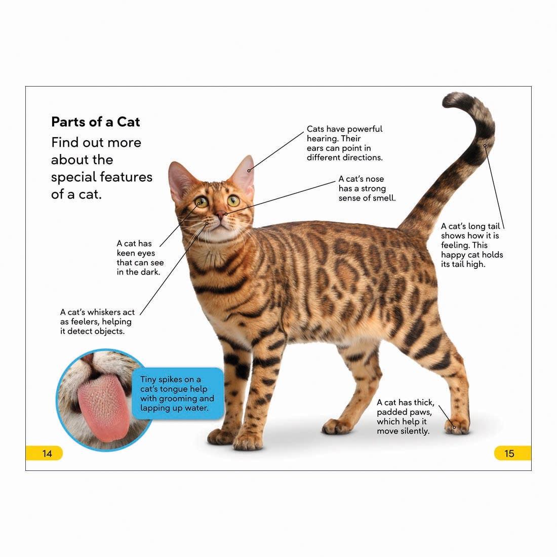 2 pages from Cats And Kittens DK Super Readers Level 2 Book