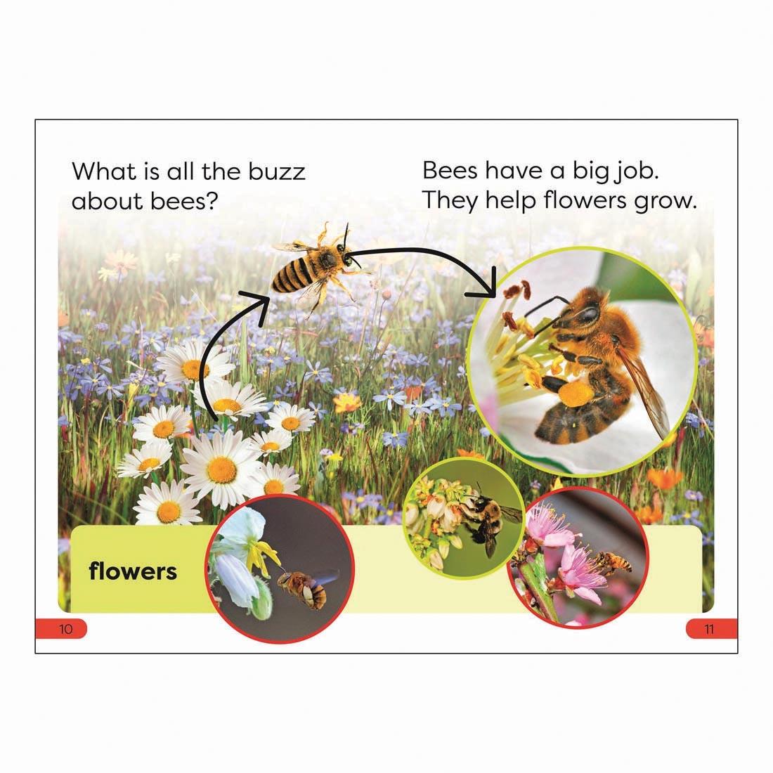 2 pages from Save The Bees DK Super Readers Pre-Level Book
