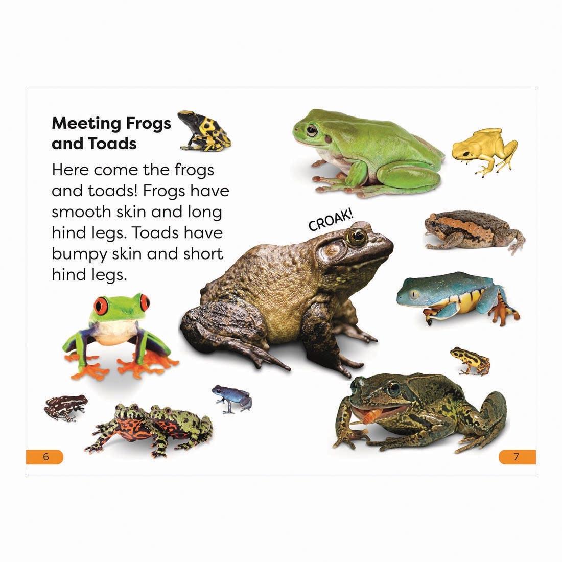 2 pages from Frogs And Toads DK Super Readers Level 1 Book