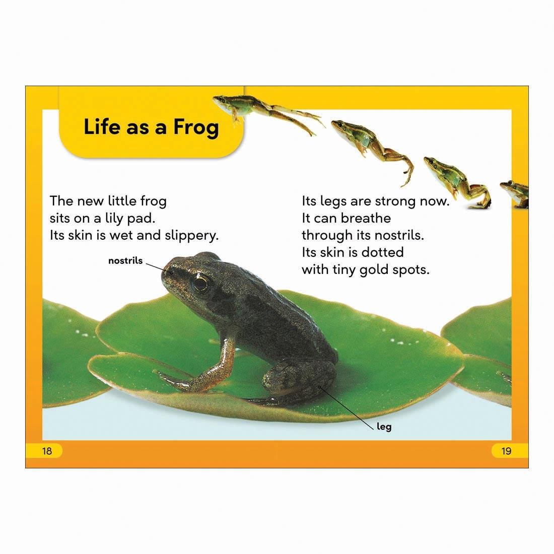 2 pages from Tale Of A Tadpole DK Super Readers Level 2 Book