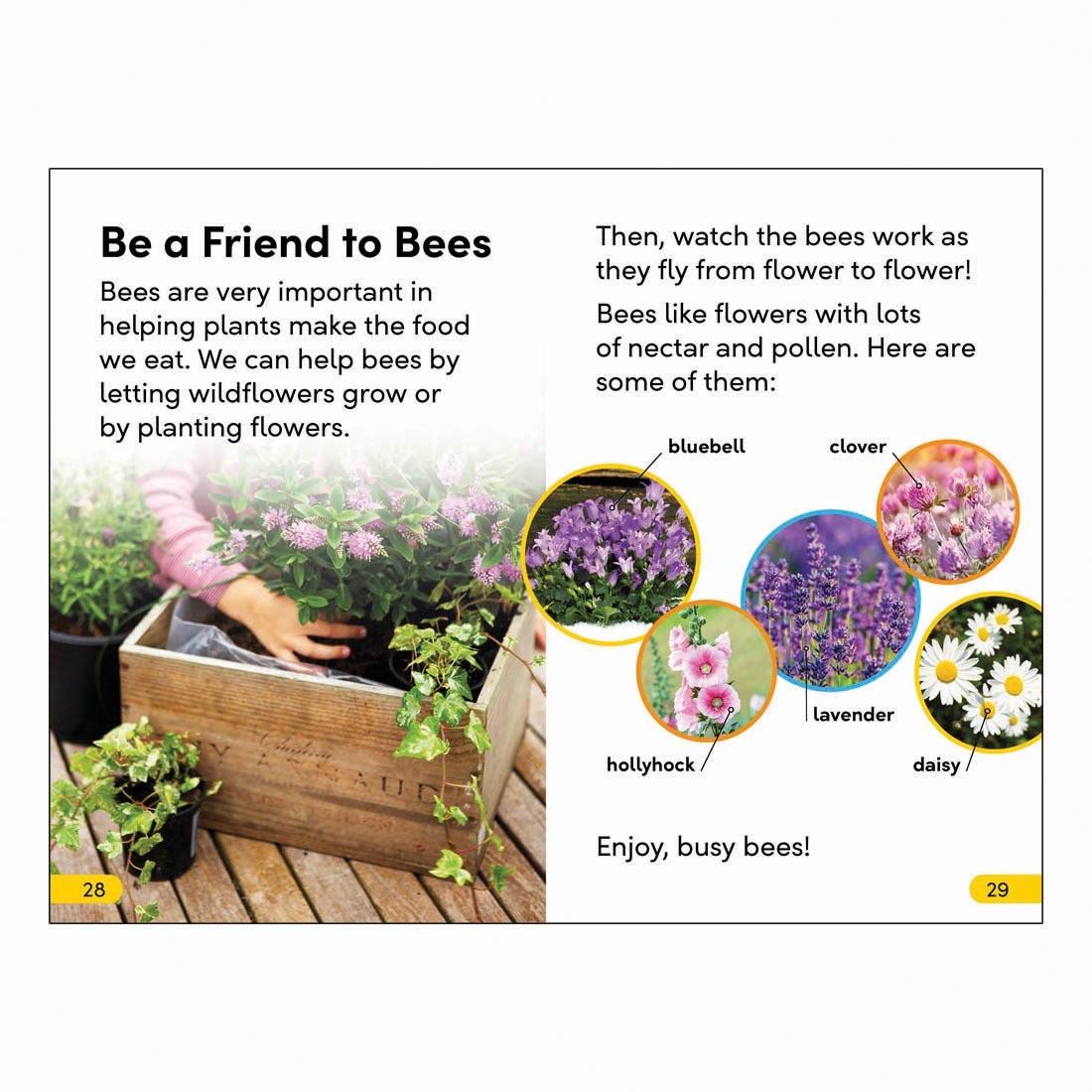 2 pages from Amazing Bees DK Super Readers Level 2 Book