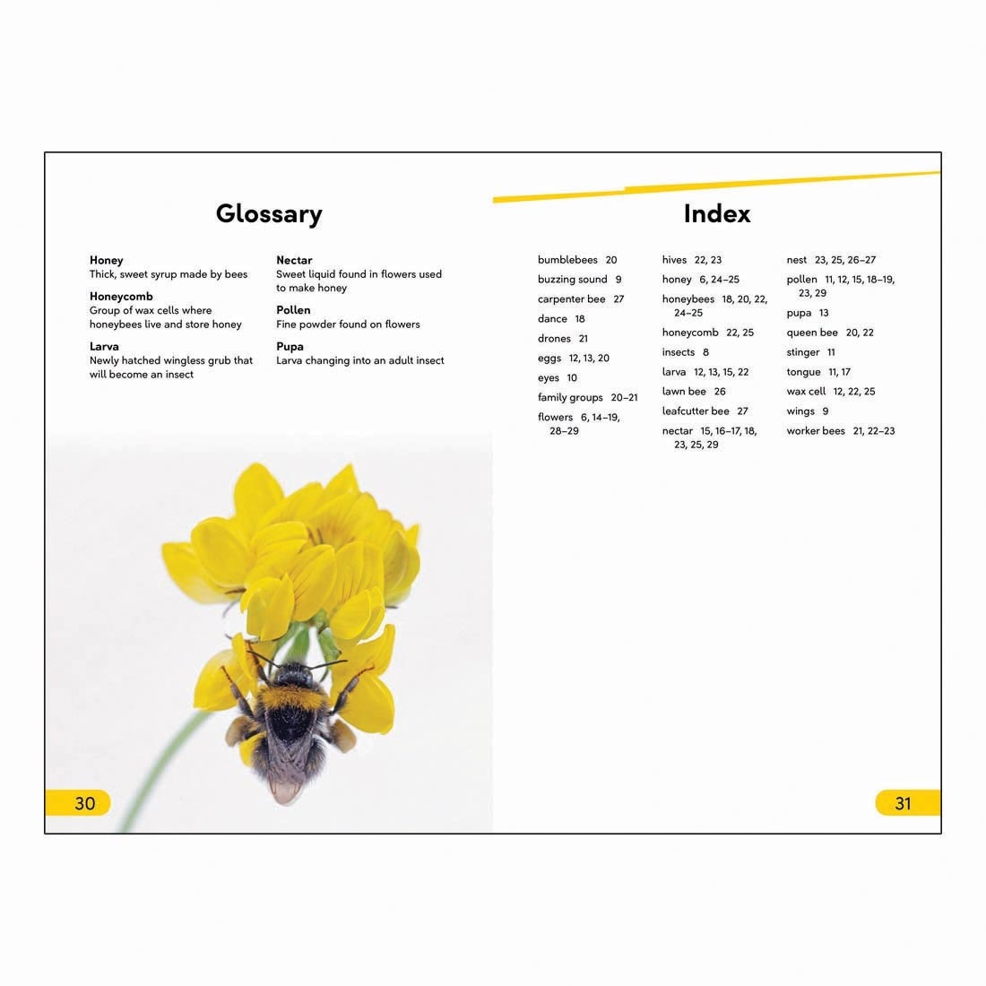 Glossary and Index pages from Amazing Bees DK Super Readers Level 2 Book