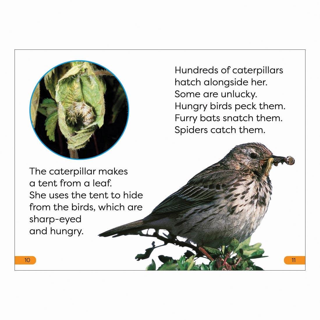 2 pages from Becoming a Butterfly DK Super Readers Level 1 Book