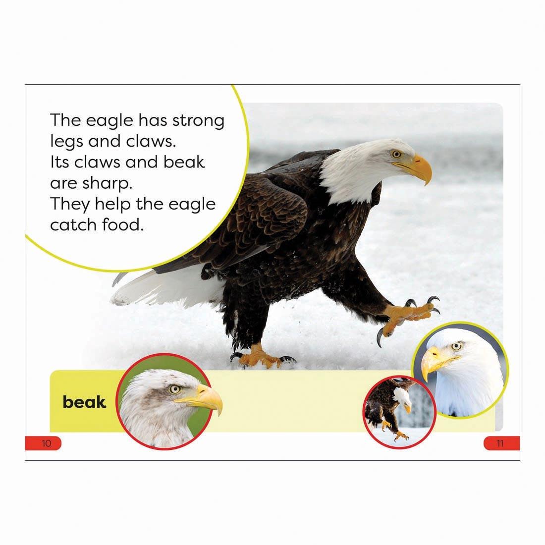 2 pages from An Eagle's Tale DK Super Readers Pre-Level Book