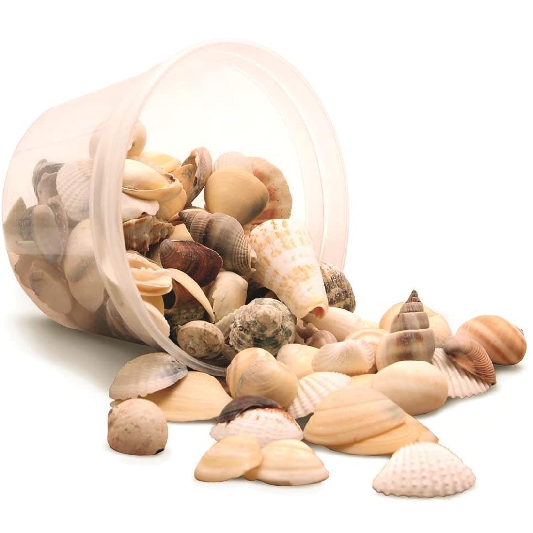 Tub of Natural Mix Sea Shells turned over and spilling out