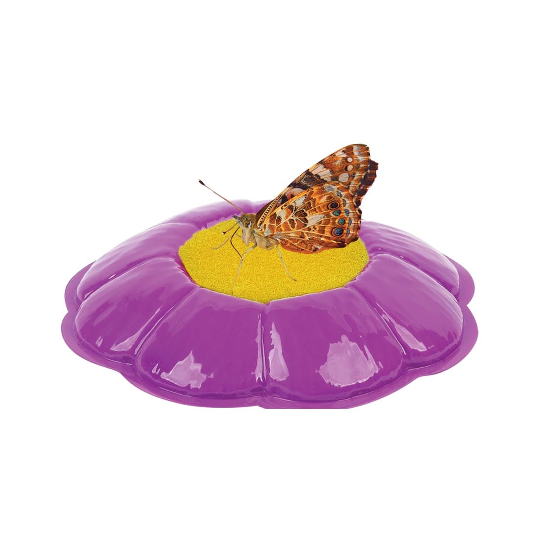 Close up of butterfly with the butterfly feeder, from the Live Butterfly Garden
