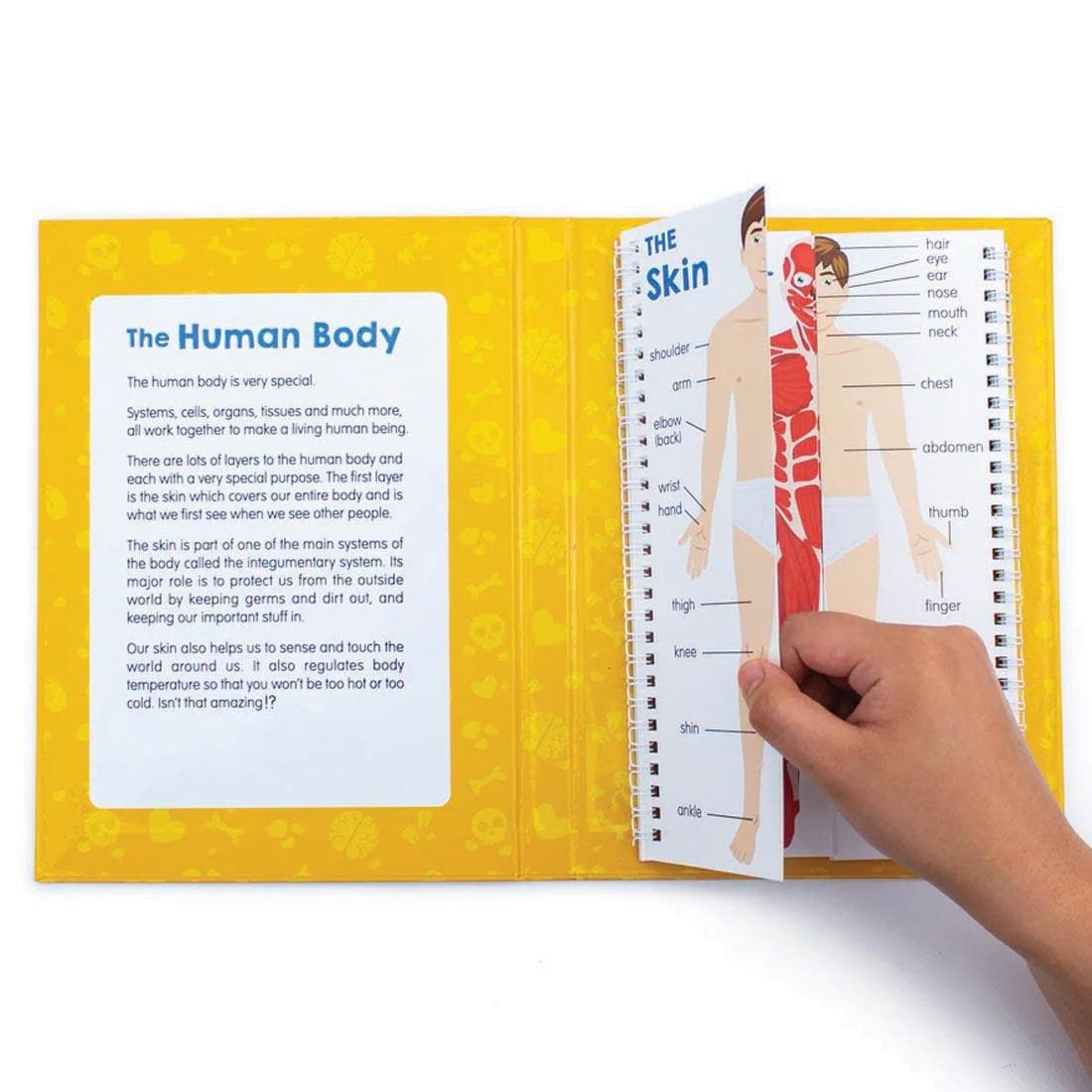 sample pages from Anatomy Flips By Junior Learning