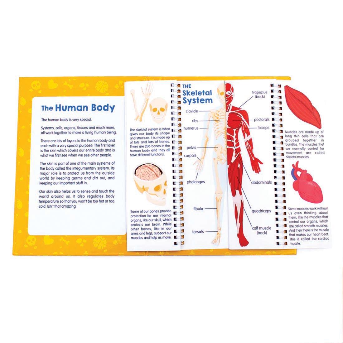 sample pages from Anatomy Flips By Junior Learning