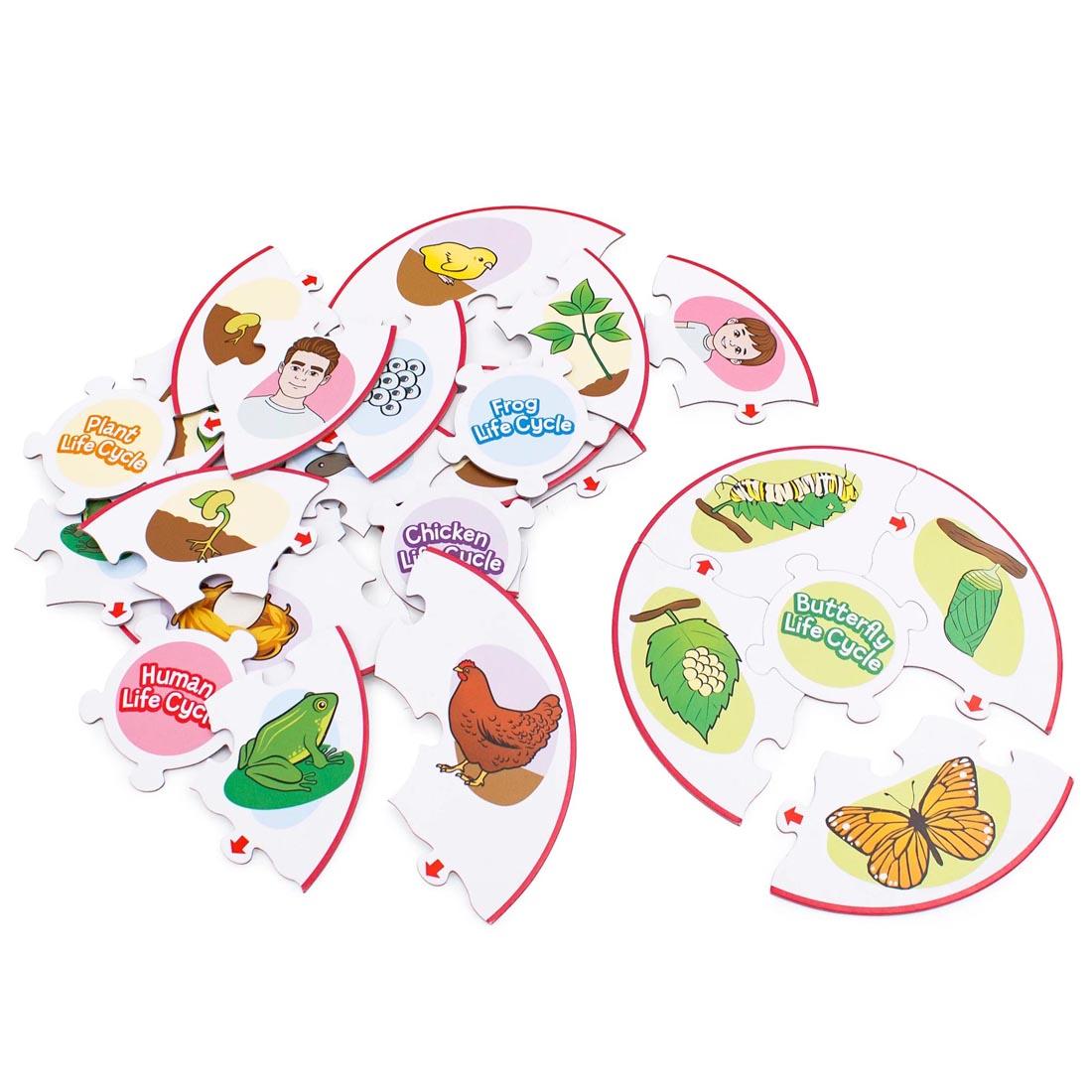Life Cycle Puzzles By Junior Learning