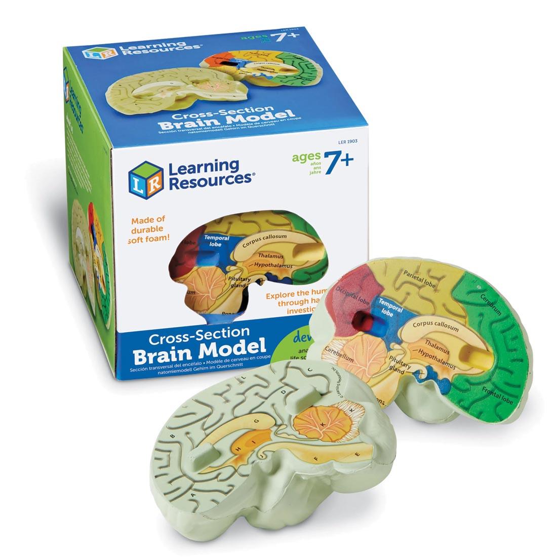 Soft Foam Cross-Section Human Brain Model, shown outside of packaging