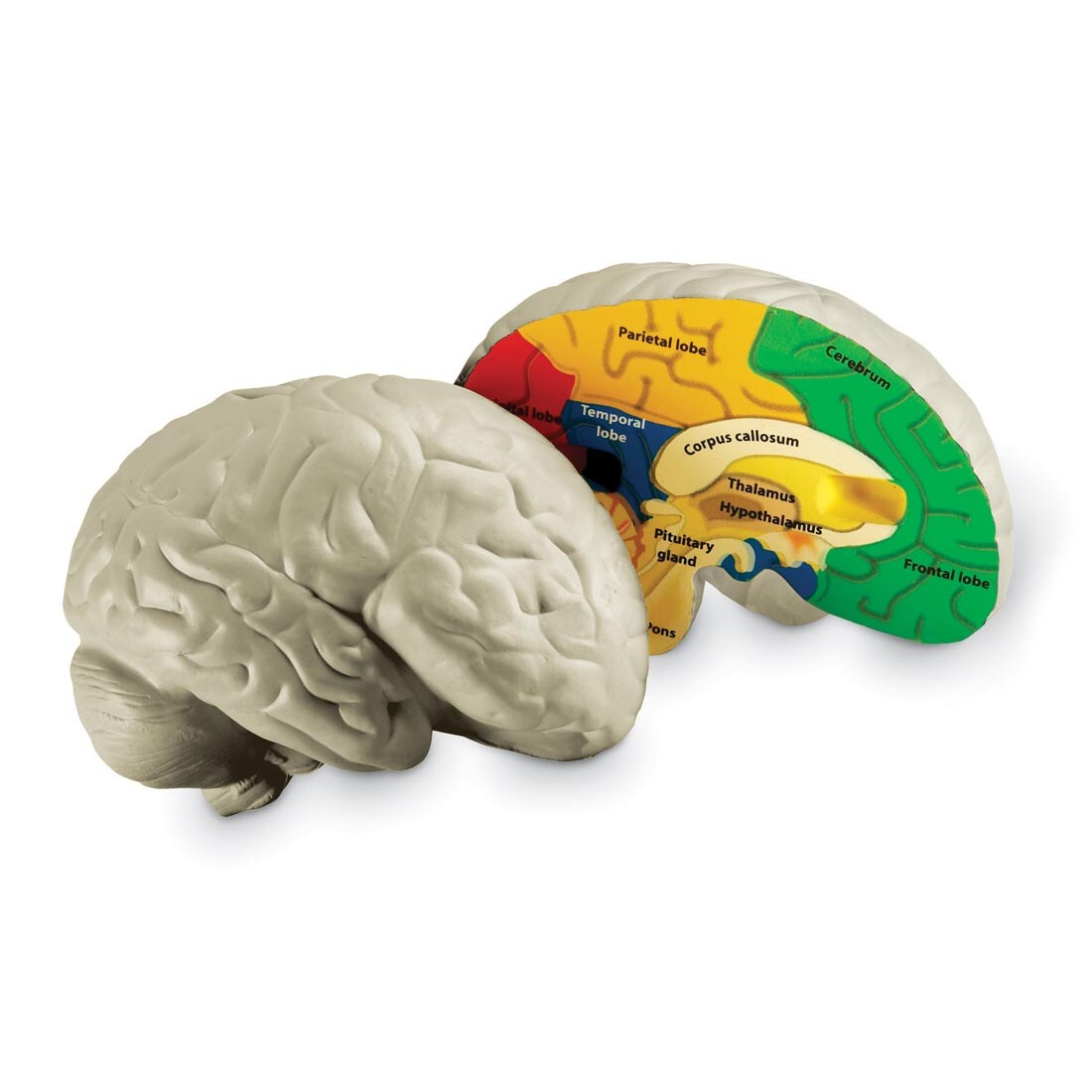 Soft Foam Cross-Section Human Brain Model