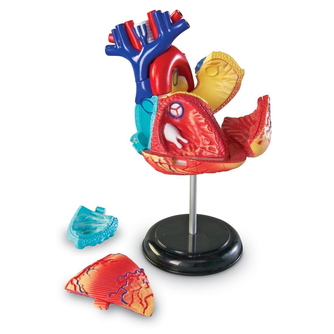 Human Heart Anatomy Model