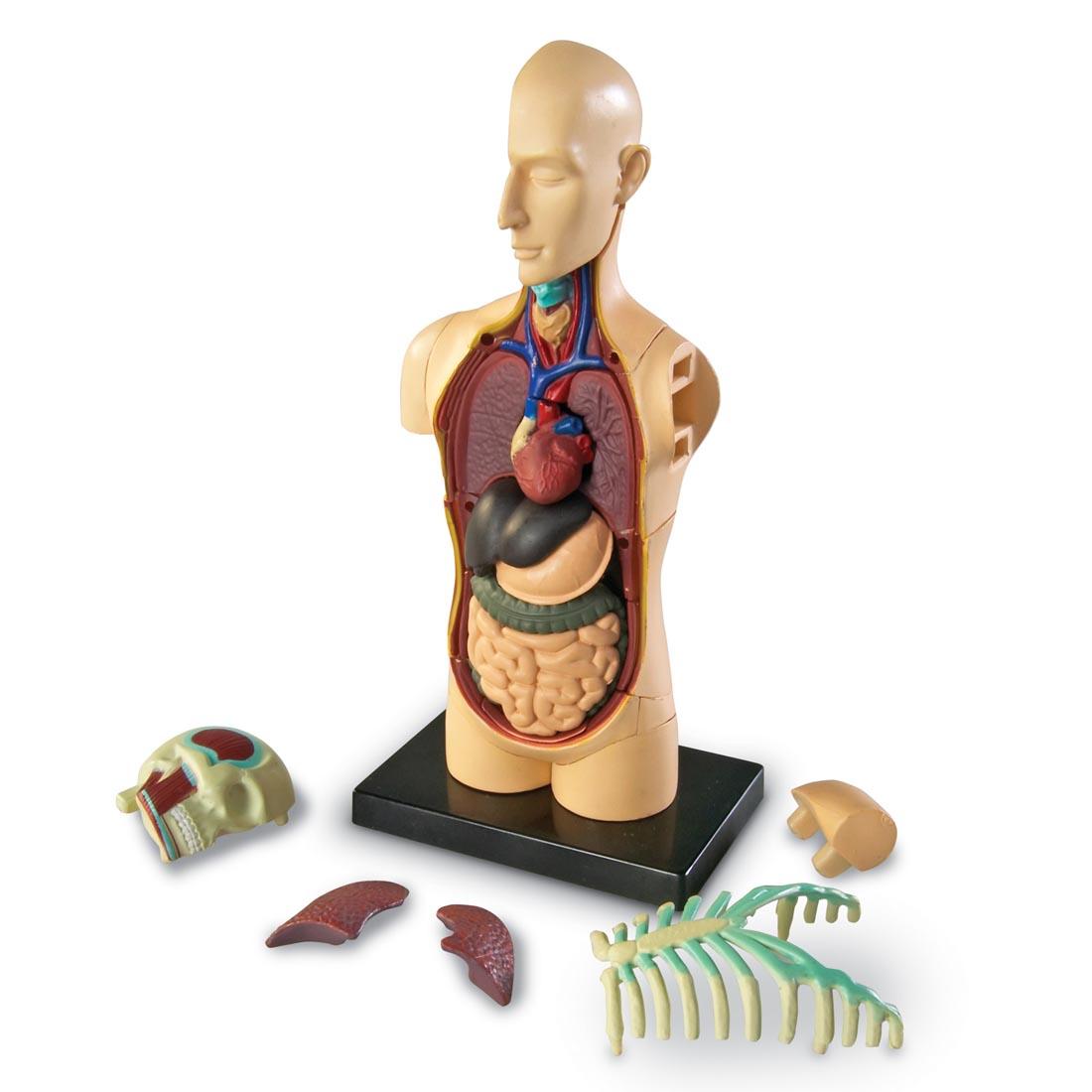 Human Body Anatomy Model