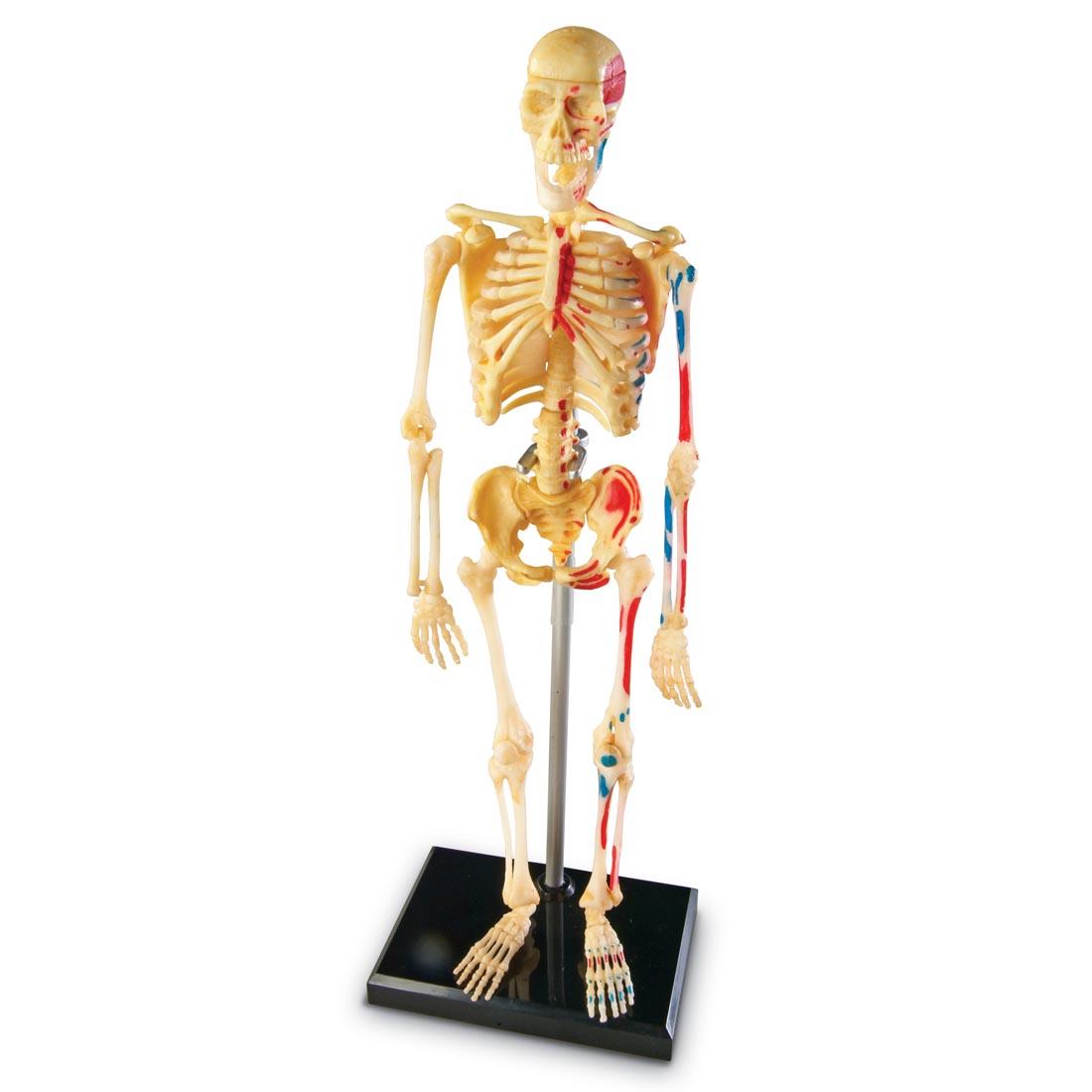 Human Skeleton Anatomy Model