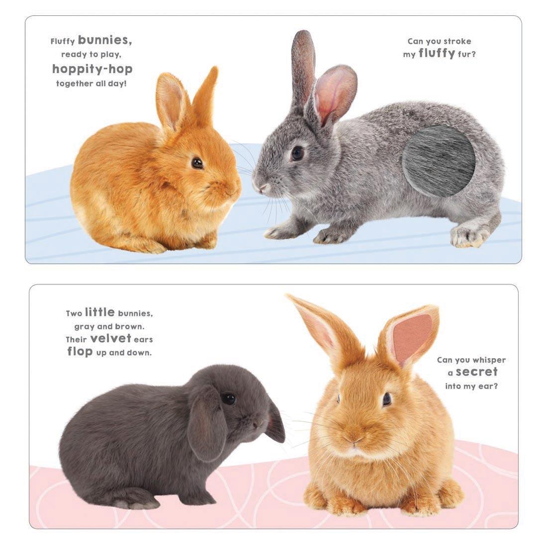 2 spreads from Bunny And Friends Touch And Feel Board Book