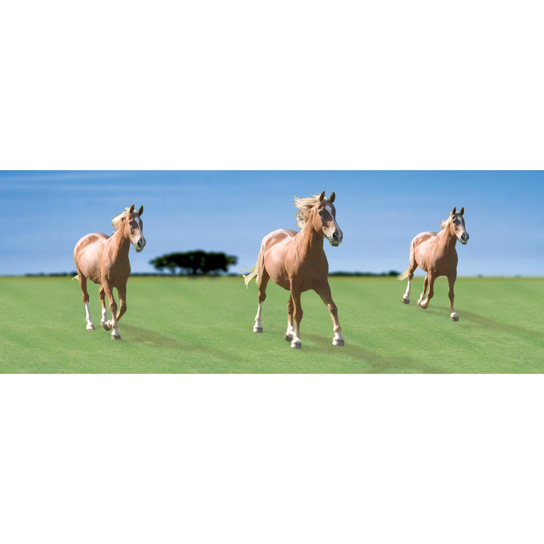 Horses Lenticular Motion Bookmark