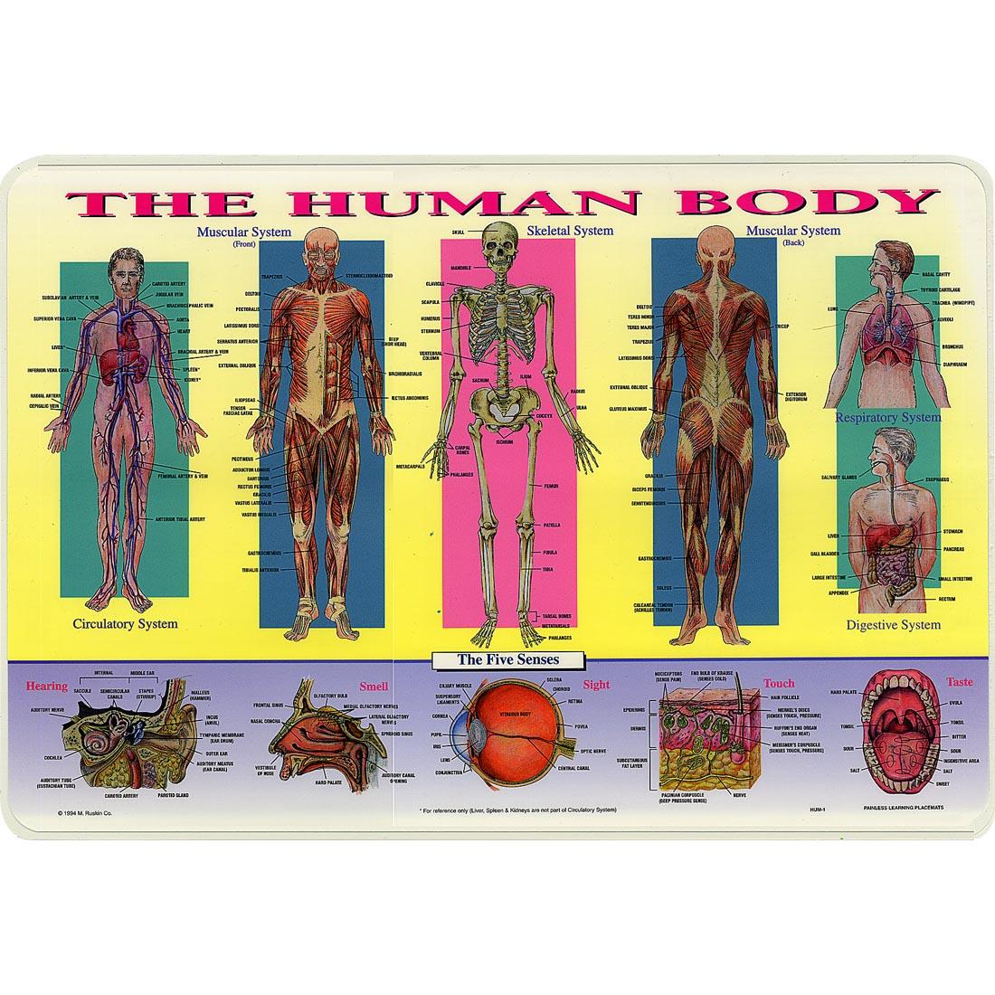 The Human Body Painless Learning Placemat