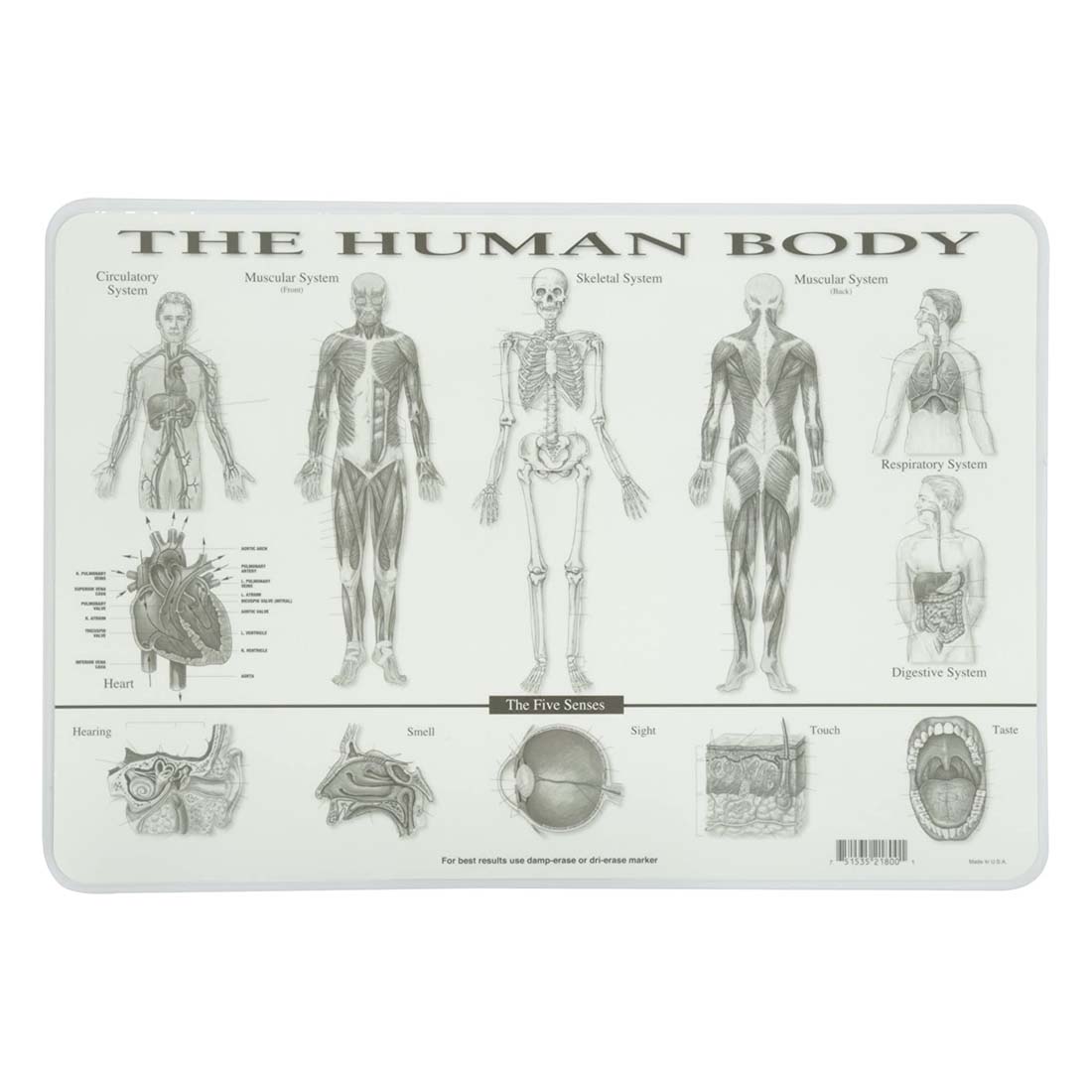 back side of The Human Body Painless Learning Placemat