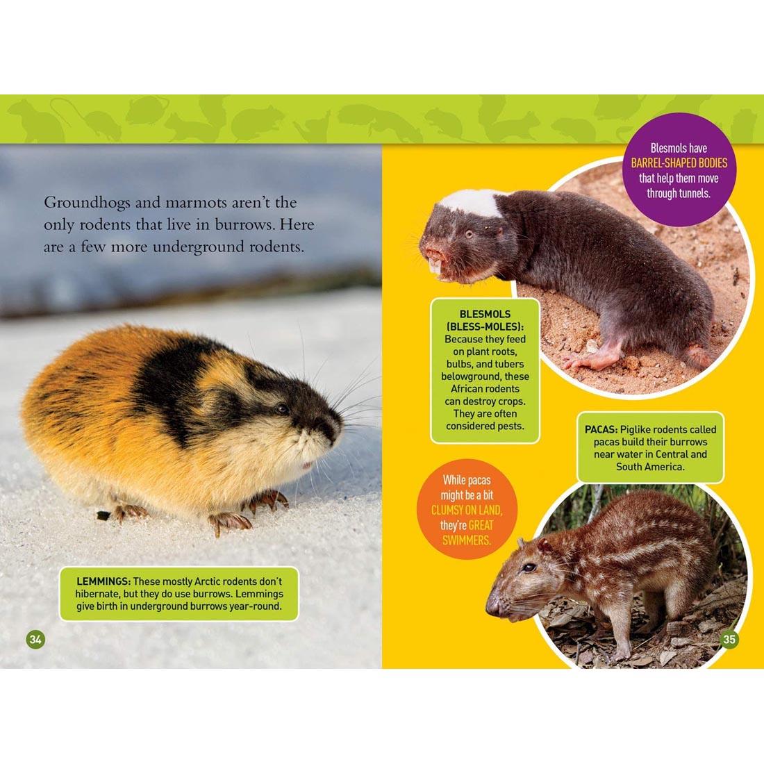 pages 34 & 35 from Squeak! National Geographic Reader Level 3