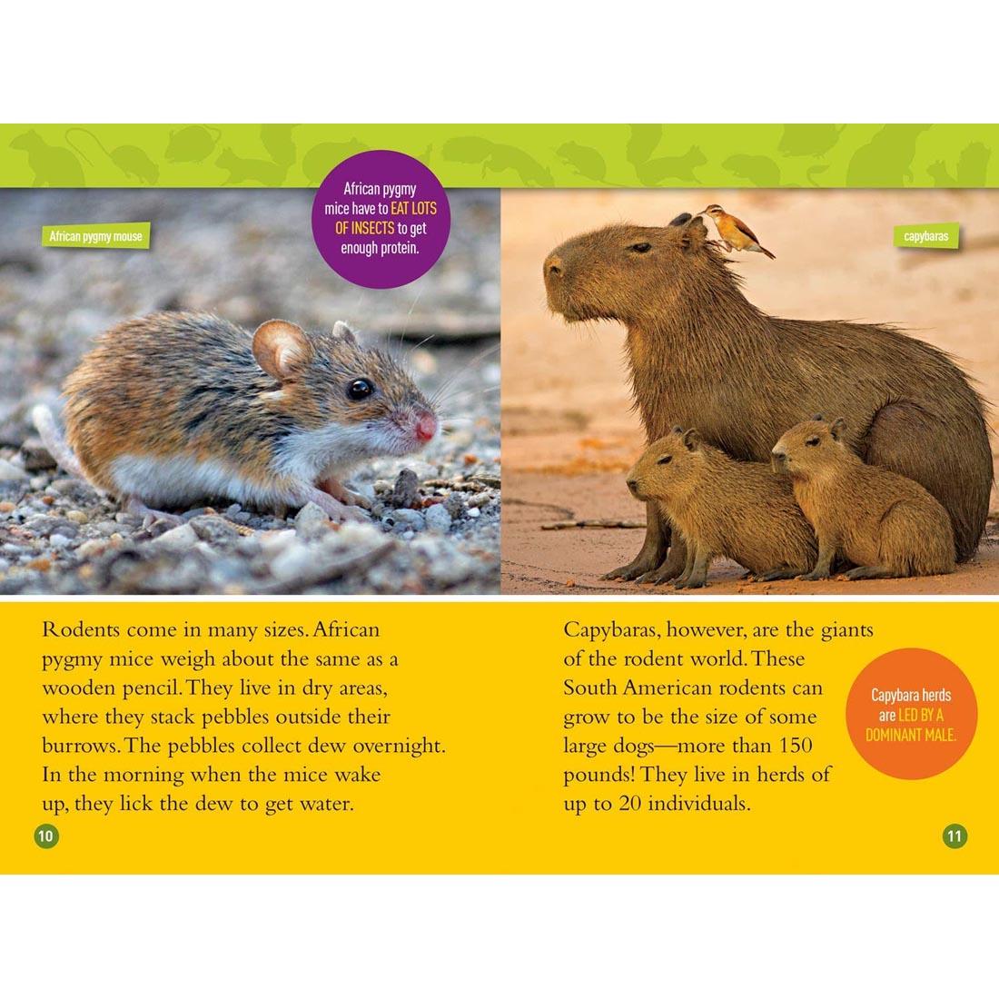 pages 10 & 11 from Squeak! National Geographic Reader Level 3