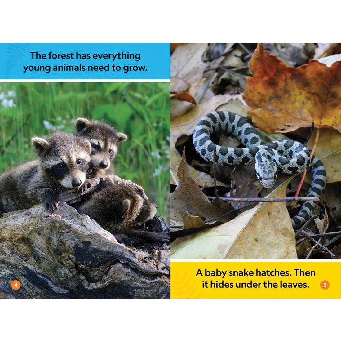 pages 4 & 5 from Forest Babies National Geographic Reader Pre-Reader