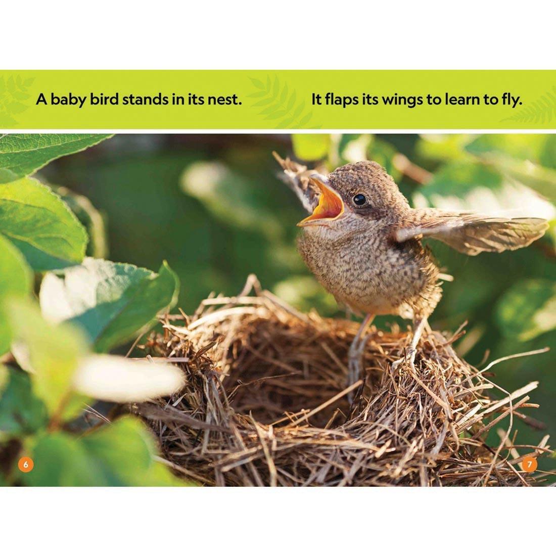 pages 6 & 7 from Forest Babies National Geographic Reader Pre-Reader