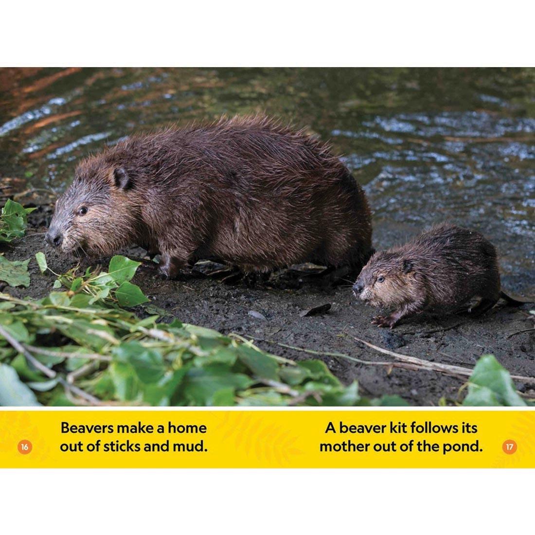 pages 16 & 17 from Forest Babies National Geographic Reader Pre-Reader