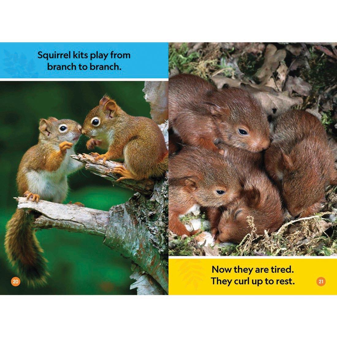 pages 20 & 21 from Forest Babies National Geographic Reader Pre-Reader
