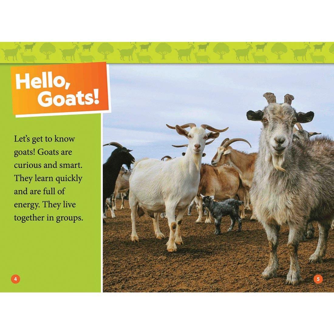 pages 4 & 5 from Goats National Geographic Reader Level 1