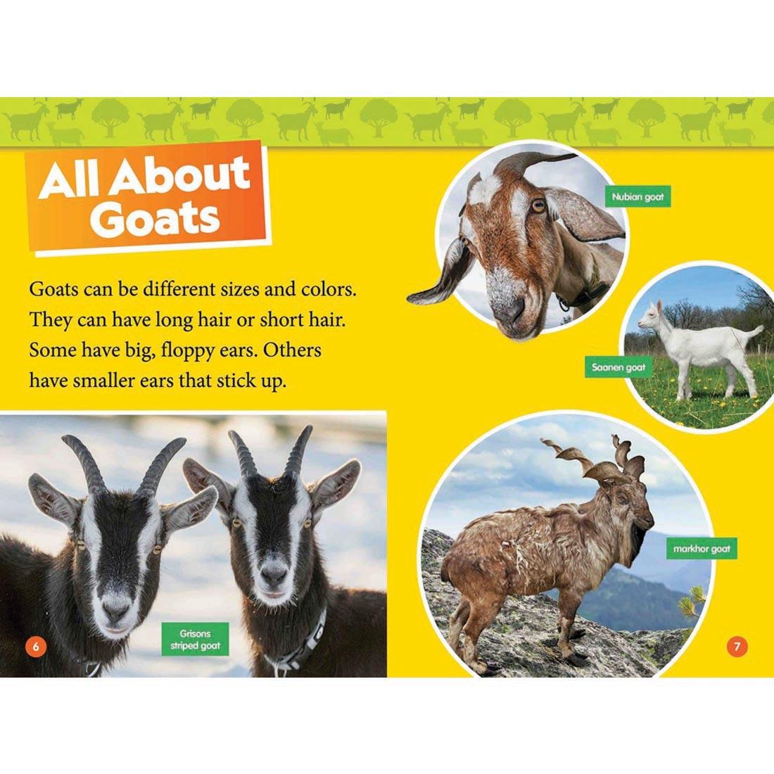 pages 6 & 7 from Goats National Geographic Reader Level 1