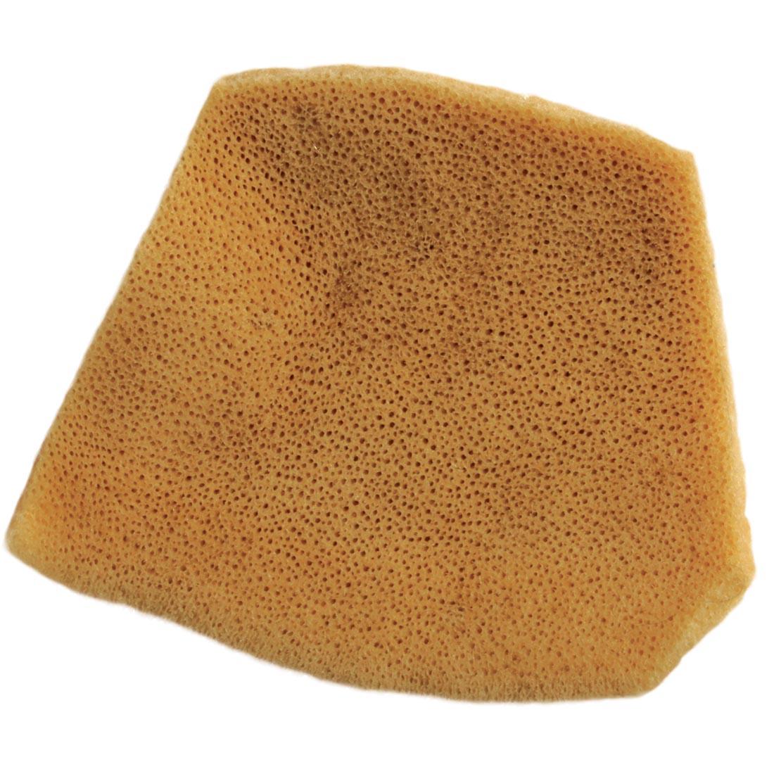 Elephant Ear Sponge