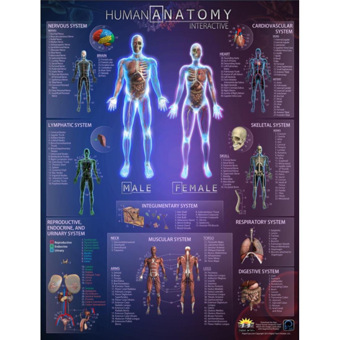 Human Anatomy Interactive Wall Chart by Round World Products