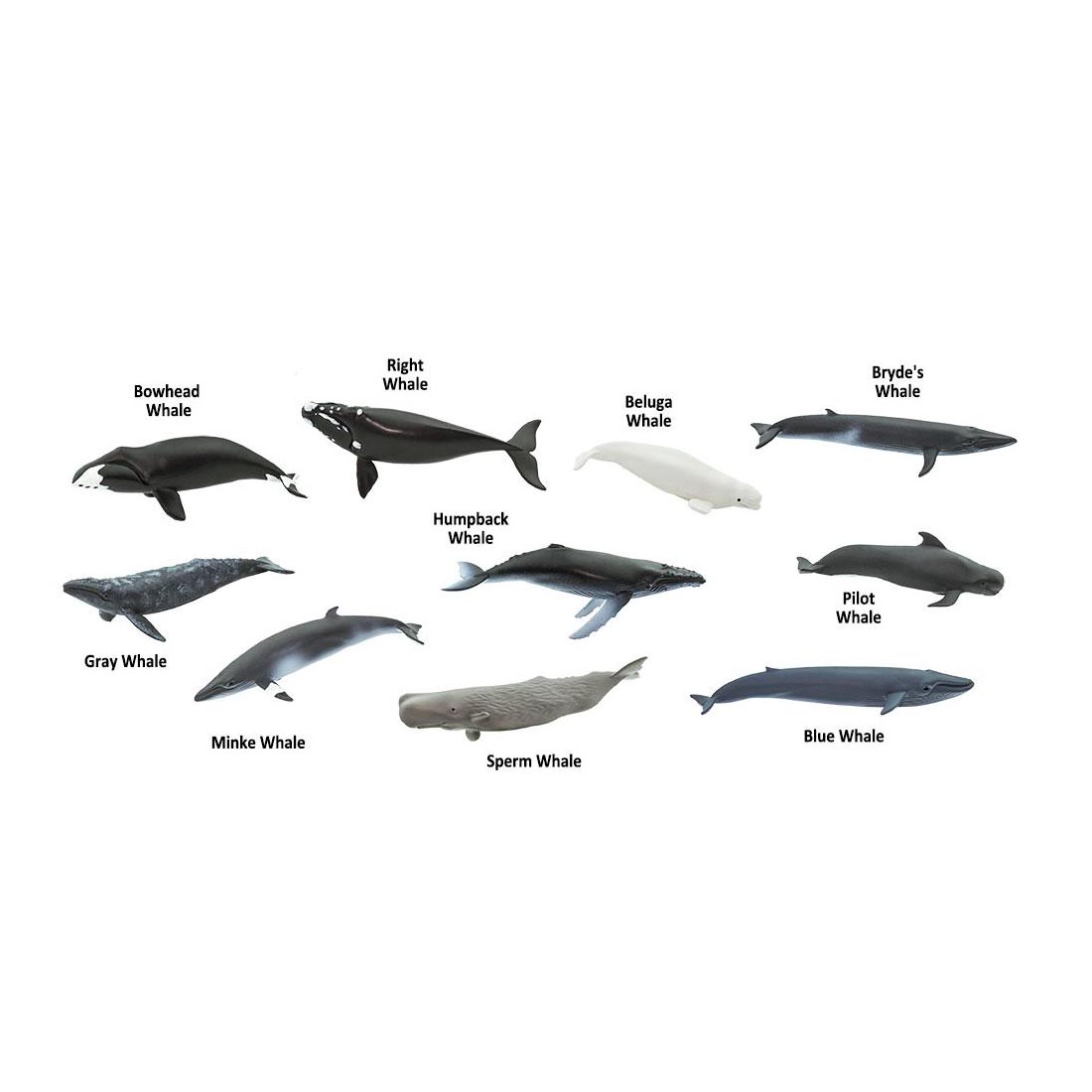 10 different whales found in the Whales Toob Figurine Set all labeled with their names: Bowhead, Right, Beluga, Bryde's, Gray, Humpback, Pilot, Minke, Sperm and Blue