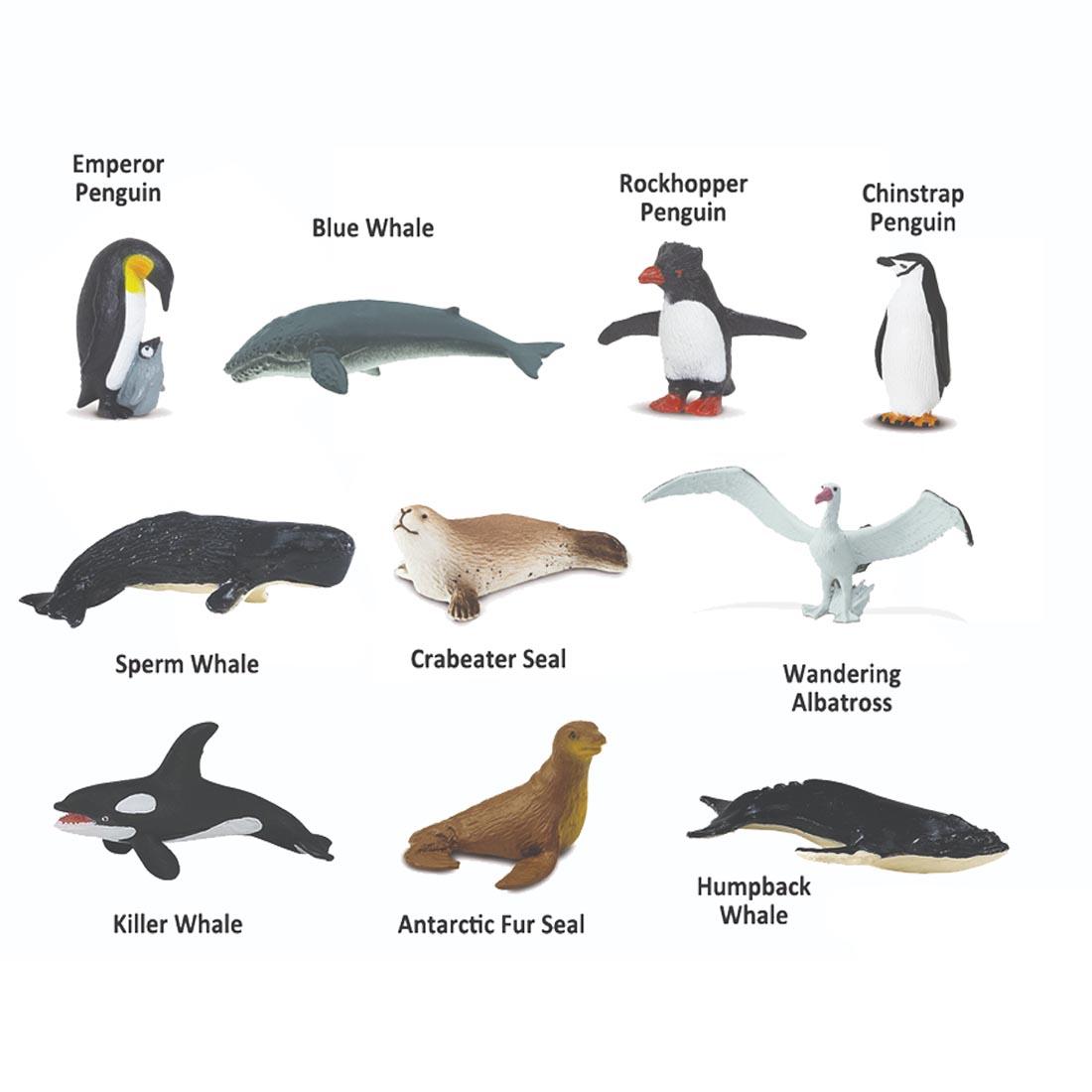 10 animals from the Antarctica Toobs Figurine Set labeled with names: Emperor, Rockhopper and Chinstrap Penguins, Blue, Sperm, Killer and Humpback Whales, Crabeater and Antarctic Fur Seals, Wandering