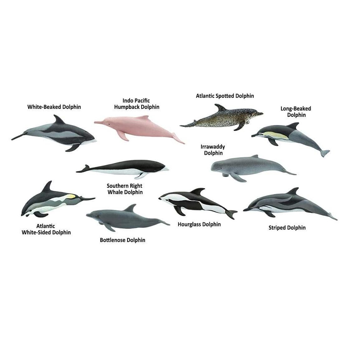 10 creatures from the Dolphin Figurine Set labeled with their names: White-Beaked, Indo Pacific Humpback, Atlantic Spotted, Long-Beaked, Irrawaddy, Southern Right Whale, Atlantic White-Sided, Bottlen