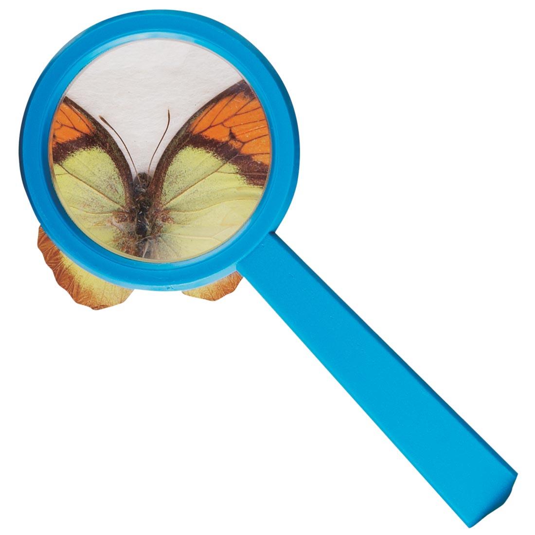 Magnifier over a butterfly