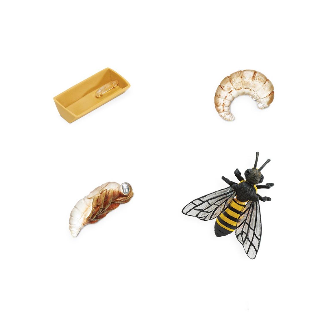 Four figurines to show the Life Cycle of a Honey Bee