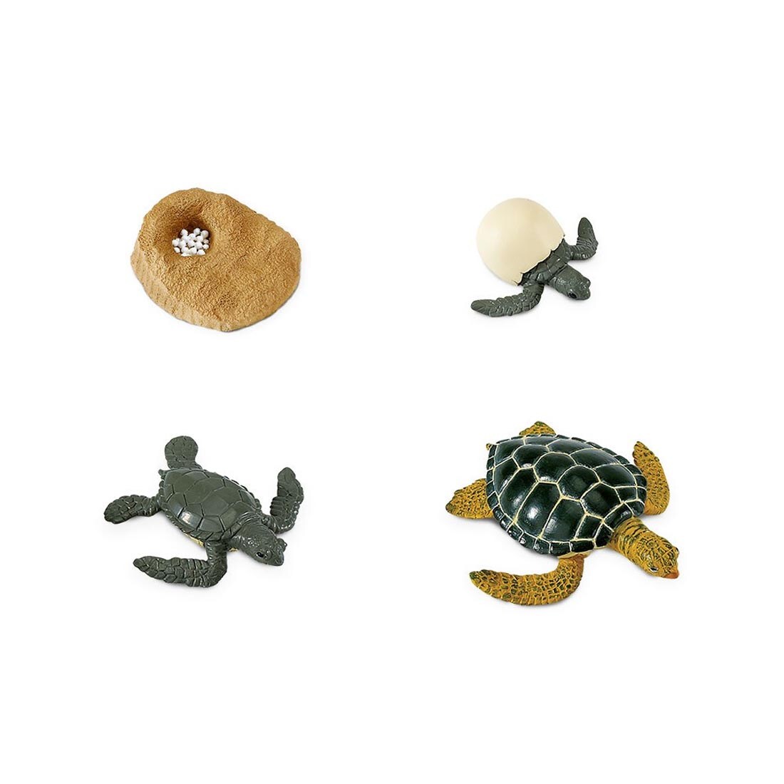 Four figurines to show the Life Cycle of a Green Sea Turtle