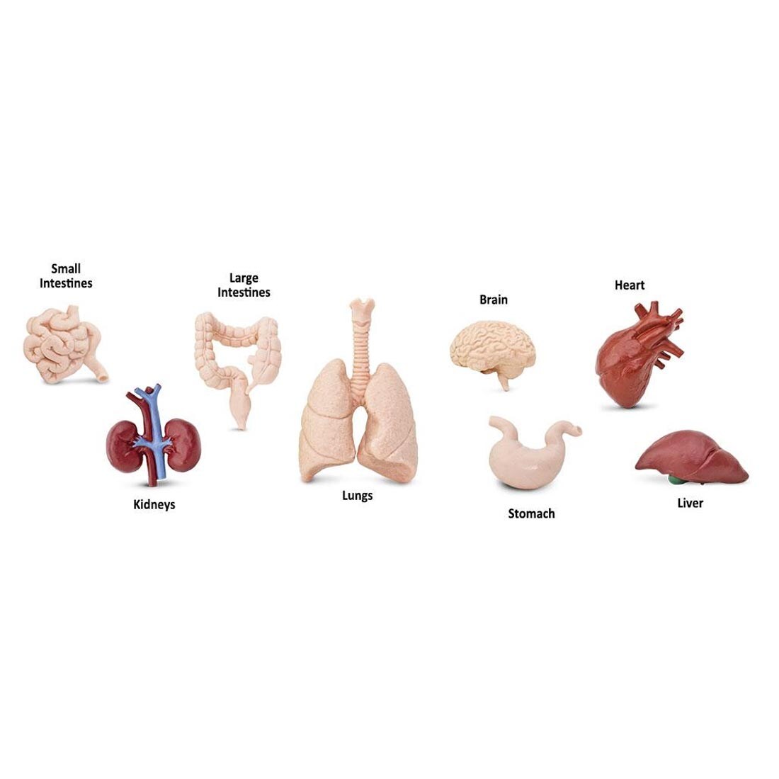 8 pieces from the Human Organs Figurine Set labeled with their names: small and large intestines, brain, heart, kidneys, lungs, stomach, liver